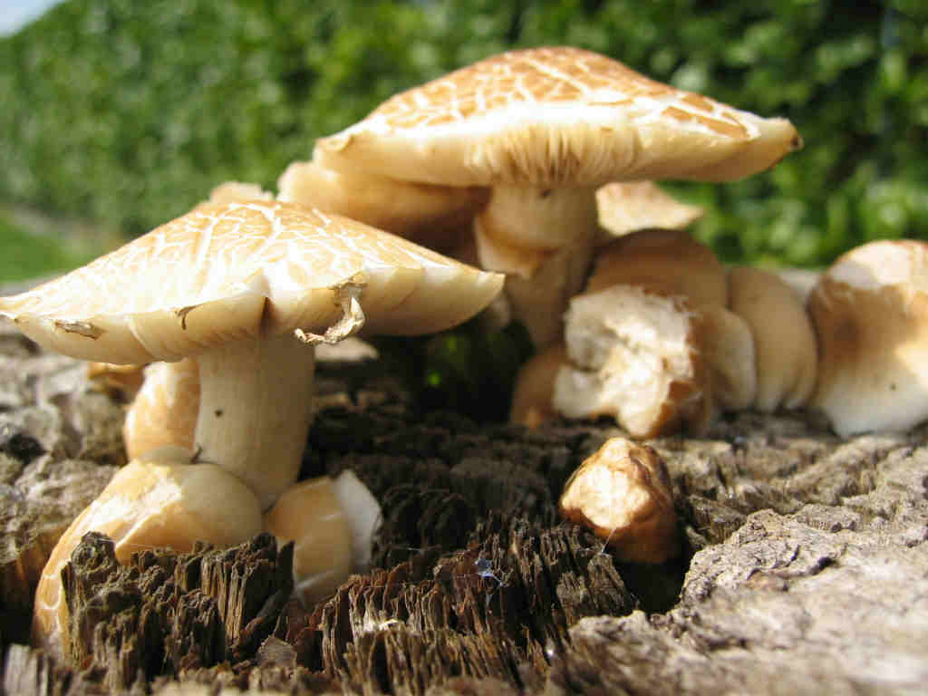I Funghi primaverili: Agrocybe aegerita